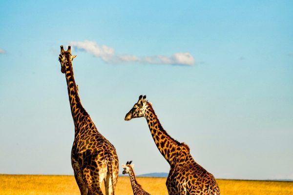 4 Days Bush to Beach Standard Safari