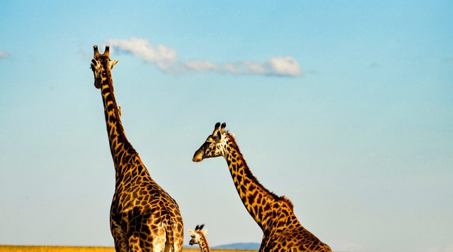 4 Days Bush to Beach Standard Safari