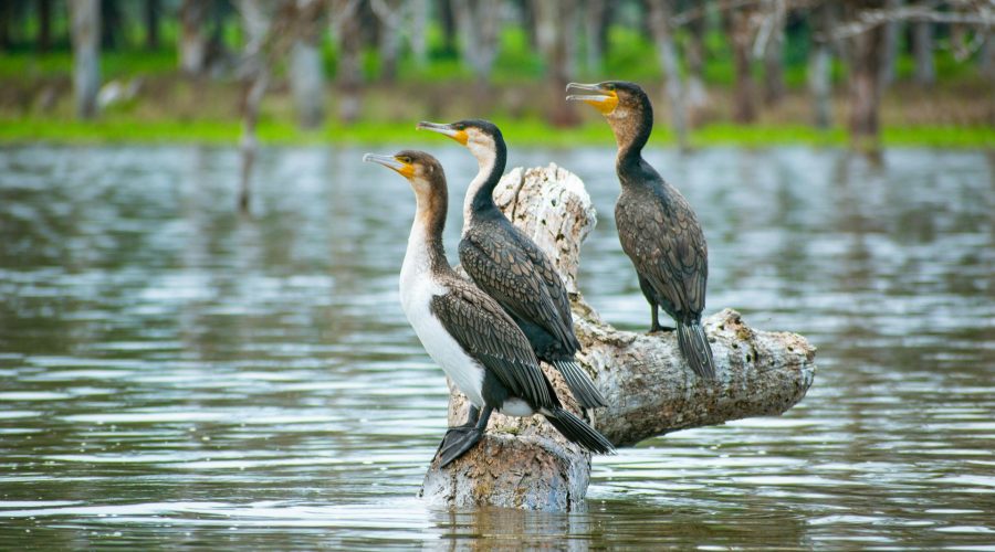 6 Days Masai Mara | Nakuru and Amboseli safari