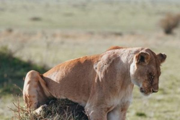 4 Days Lake Manyara | Ngorongoro Conservation & Tarangire Safari