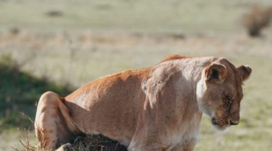 4 Days Lake Manyara | Ngorongoro Conservation & Tarangire Safari