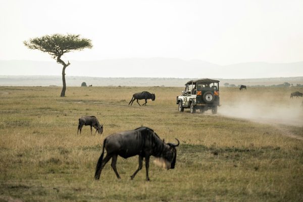 6 Days Lake Manyara | Serengeti & Ngorongoro Crater Safari