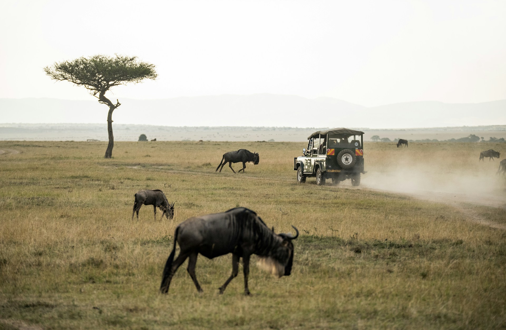 Ol Pejeta Conservancy