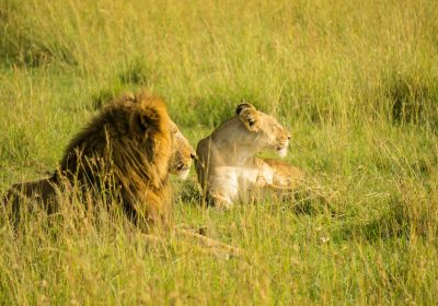 Luxury Safaris: Wilderness with Comfort