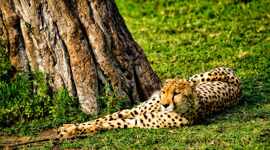 5 Days Masai Mara Safari & Lake Nakuru Tour