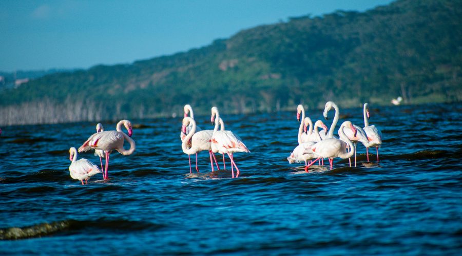 7 Days Masai Mara | Lake Nakuru & Amboseli Safaris