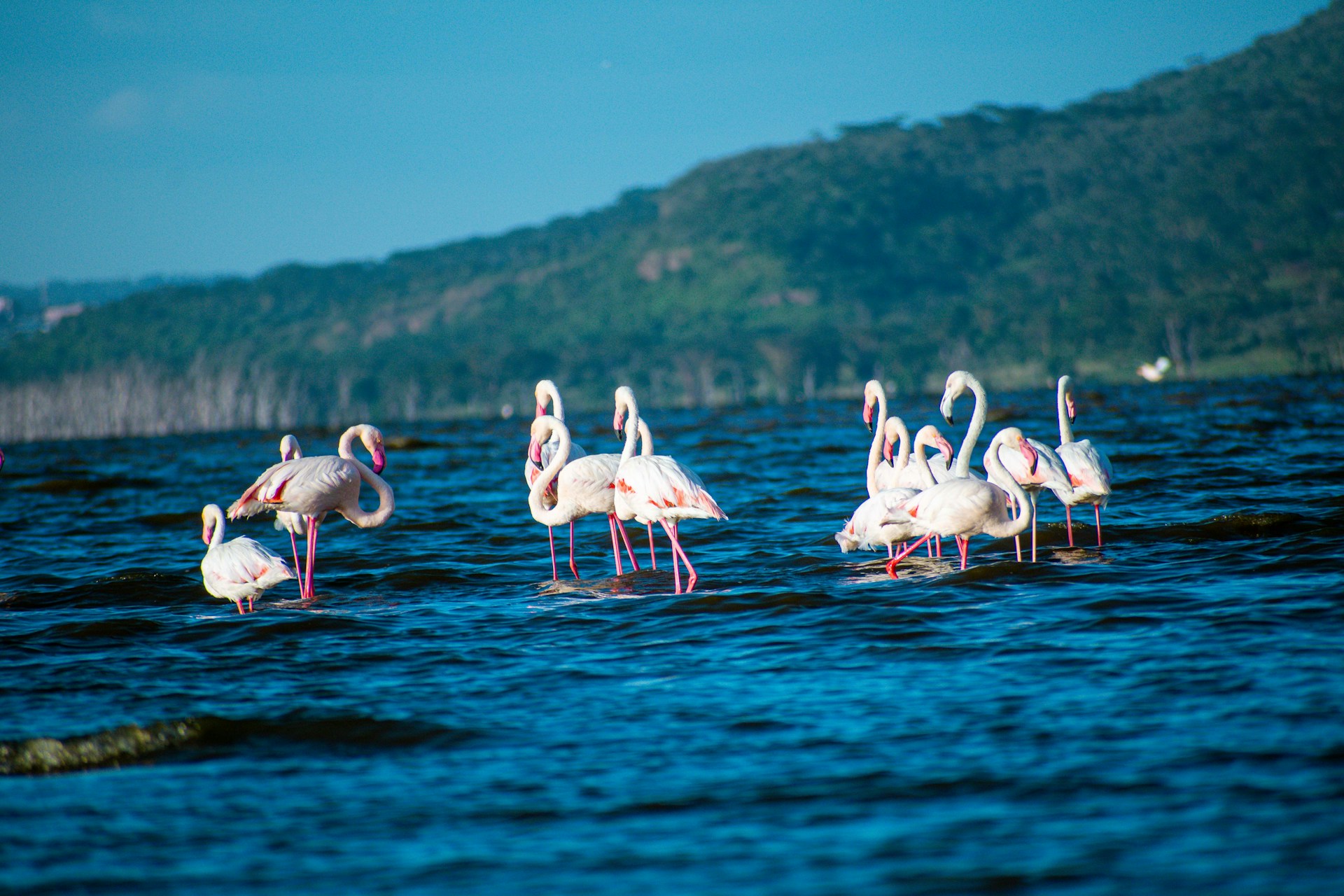 Lake Naivasha National Park