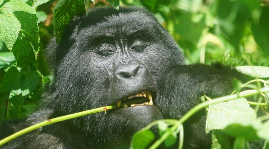 3 Days Gorilla Trekking Safari to Bwindi Impenetrable National Park